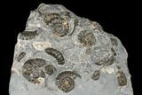 Ammonite (Promicroceras) Cluster - Marston Magna, England #176366-2